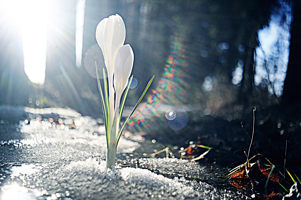 lieber frühling!