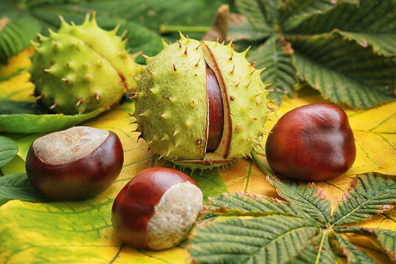 Herbst, Jahreszeit oder Planet?