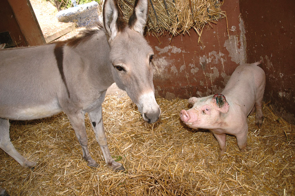 Die Farm der Tiere